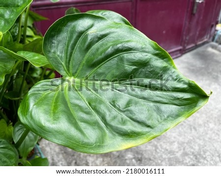 Beautiful background of green leaf surface. 