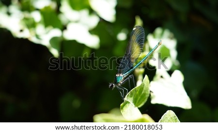 Banded demoiselle, on leaf along small stream. Summer season