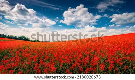 Red flower blooming in June. Colorful summer view of field of blossom colza. Amazing morning scene of countryside. Beauty of nature concept background. Royalty-Free Stock Photo #2180020673