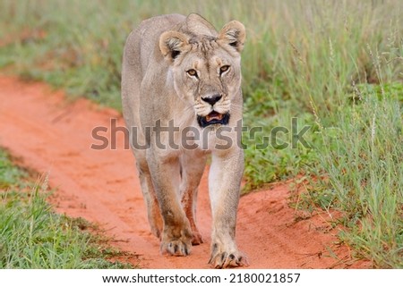 lioness walking in the kalahari desert