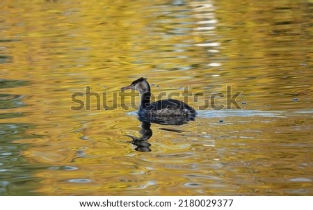 A young great crested grebe swimming across a golden coloured lake in the autumn sunlight.