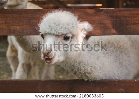 Funny white smiling alpaca. South American camelid.