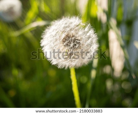 close-up of a dandelion on a blurred grass background