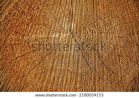 Forest pine and spruce trees. Log trunks pile, the logging timber wood industry. Wide banner or panorama wooden trunks. Royalty-Free Stock Photo #2180034155