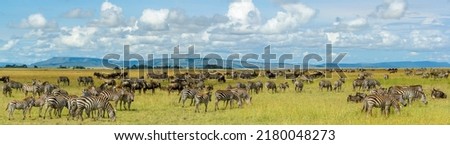 Plains zebra (Equus quagga, formerly Equus burchellii) and Blue wildebeest or common wildebeest, white-bearded wildebeest or brindled gnu (Connochaetes taurinus). Serengeti National Park. Tanzania Royalty-Free Stock Photo #2180048273