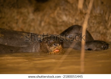 Giant river otter feeding in the nature habitat. Wild brasil. Brasilian wildlife. Rich Pantanal. Watter animal. Very inteligent creature. Fishing, fish.