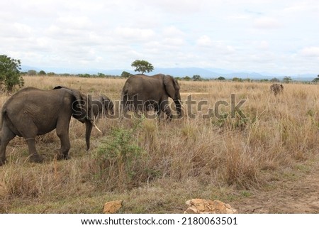 Zanzibar island in tanzania safari in zanzibar in tanzania in mikumi giraffes lions elephants hippos in the park