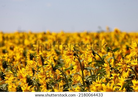 sunflower field. yellow sunflowers. is the background photo. there is no clarity. art photo