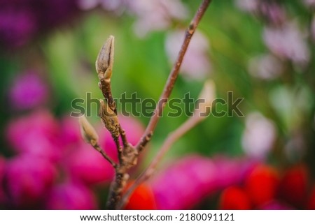 DOF- depth of field. Flowers- soft focus effect