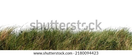 green grass isolated on white Royalty-Free Stock Photo #2180094423