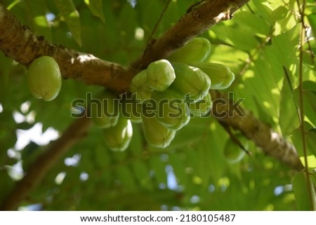 Averrhoa bilimbi (commonly known as bilimbi, cucumber tree, or tree sorre)