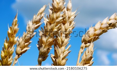 Ripe spikelets of wheat against the blue sky and white clouds. Harvesting grain. Food security and the fight against hunger in African countries Royalty-Free Stock Photo #2180106275