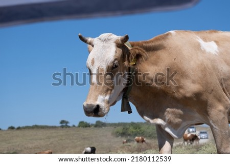 Free roaming cow in nature. Selective focus. Close up. 