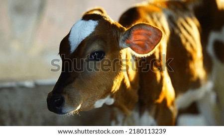 The brown and white cute calf.