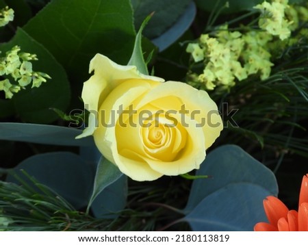 closeup of a yellow rose with blurred background