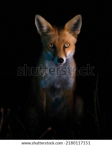 Night fox photographed at the exact moment