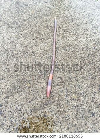 Earthworm is a terrestrial invertebrate that belongs to the phylum Annelida.  Royalty-Free Stock Photo #2180118655