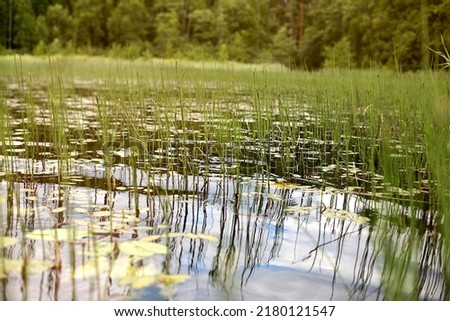 lake overgrown with grass with a reflection of the sky