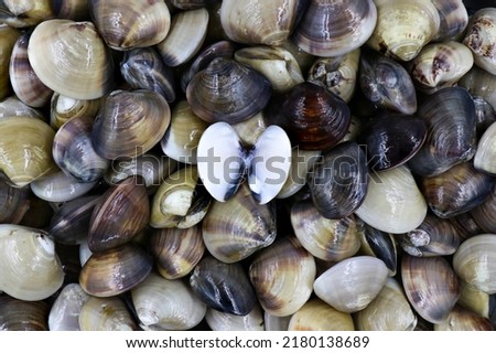 Closed up fresh baby clams, venus shell, shellfish, carpet clams, short necked clams, as raw food from the sea are the seafood ingredients. fresh clams isolated on white background Royalty-Free Stock Photo #2180138689