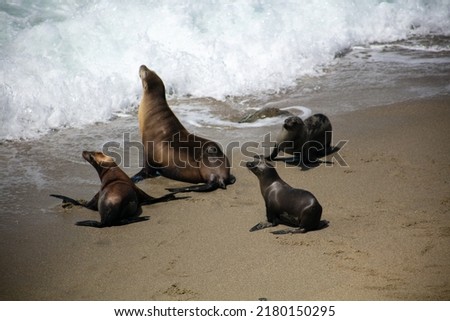 California Sea Lions on the Beach Scooting Toward the Ocean after being Startled