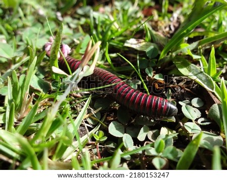 Close up macro of giant american millipede -Narceus americanus- crossing the dirt road. an arthropod native to eastern North America. It is a worm like gray bug with red segments Royalty-Free Stock Photo #2180153247
