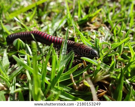 Close up macro of giant american millipede -Narceus americanus- crossing the dirt road. an arthropod native to eastern North America. It is a worm like gray bug with red segments Royalty-Free Stock Photo #2180153249