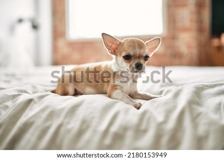 Beautiful small chihuahua puppy standing on the bed curious and happy, healthy cute babby dog at home Royalty-Free Stock Photo #2180153949