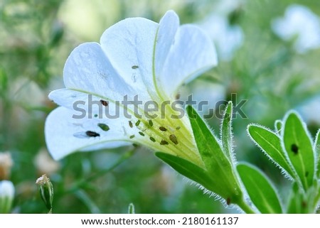 Plant louse pests on white Calibrachoa flower