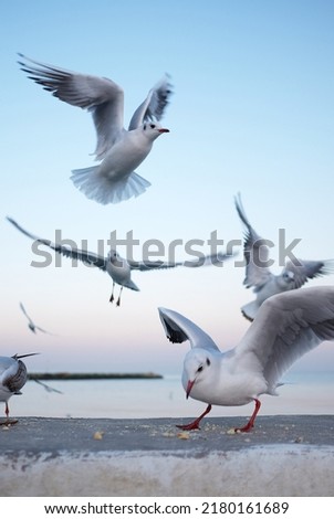 seagulls fly on the sea near the pier peck bread crumbs