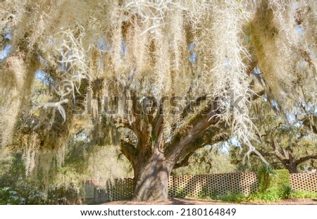 Spanish moss hanging from live oak branches.