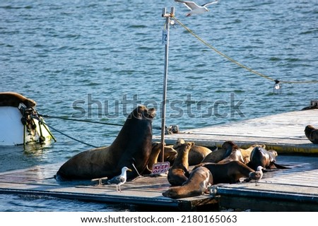California Sea Lions Resting and Sunning on a Bait Pier