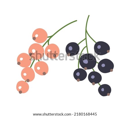Bunch of white and black currants. Ripe fresh berry. Summer harvest. Healthy food rich in vitamins. Sweet delicious dessert. Jam ingredient. Flat vector illustration isolated on white background Royalty-Free Stock Photo #2180168445
