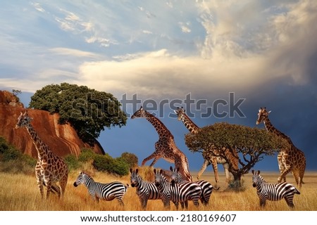  Giraffes and zebras in the African savanna at sunset. Serengeti National Park. Tanzania. Africa.