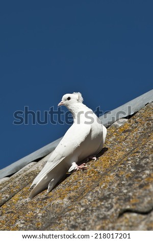white pigeon on the roof in the blue sky background