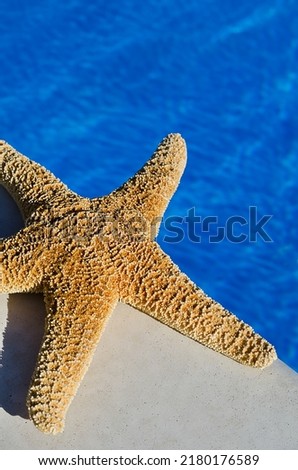 Starfish on the edge of a blue pool. On a summer sunny day.