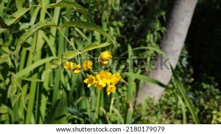 Yellow loosestrife (Lysimachia vulgaris), tiny yelllow flowers. Summer season