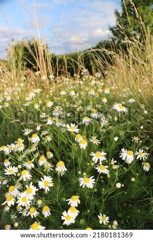 wild chamomile field. close to a wheat field and forest during sunset. 
