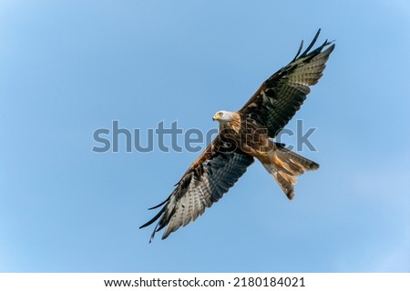 Beautiful Red kite (Milvus milvus) in flight isolated on a blue sky background. Noord Brabant in the Netherlands.                               