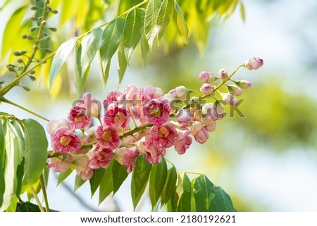 Bretschneidera sinensis, Chomphu Phu Kha Blossom in Thai Language, Thailand.