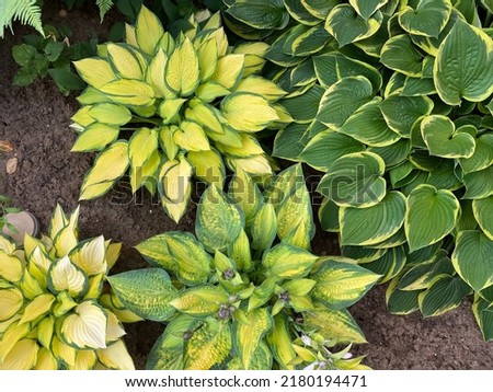 Plant Hosta Funkia, plantain lilies in spring garden. Plantain Lily. Background texture. Lush green foliage. Royalty-Free Stock Photo #2180194471