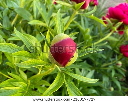 Red peonies in the garden. Closeup of beautiful red peonie bud. Red peony blooming.