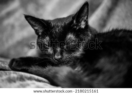 Black kitten on a green blanket