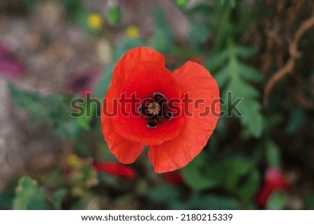 Top view photograph of a poppy flower bud in full bloom. Background heavily out of focus