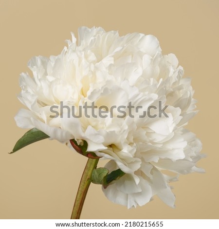 White peony flower isolated on beige background.