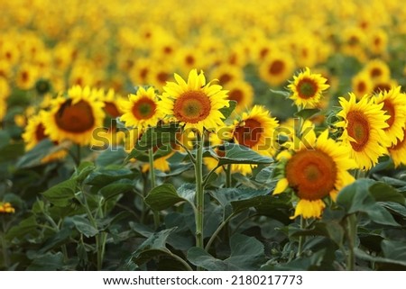 view of a field of yellow sunflowers in the light of the setting sun. Beautiful summer landscape with sunset and flowering meadow Rich harvest. Agriculture of production of sunflower oil and seeds.