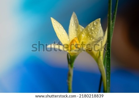 Water drop on a flower, used as an picture for a book.