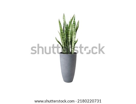 dragon tongue in a pot on a white background and clipping paths.