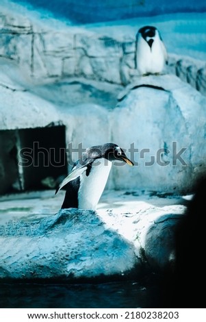 Penguin active life style. Antartic background, snow and ice
