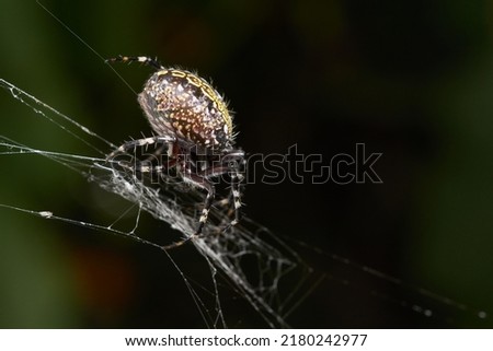 extreme close up of a tropical spider, natural animal can be used to represent an arthropod or an arachnid Royalty-Free Stock Photo #2180242977