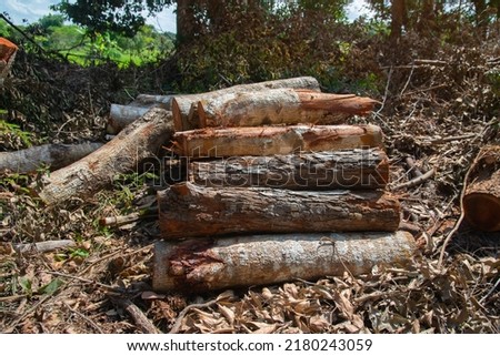 A pile of stacked firewood, prepared for heating the house, Firewood harvested for heating in winter, Chopped firewood on a stack, Firewood stacked and prepared for winter Pile of wood logs.